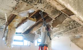 Why You Should Choose Our Mold Remediation Services in Durham, OR